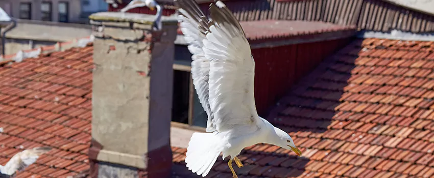 Residential Chimney Animal Removal Solution in Roosevelt, NY