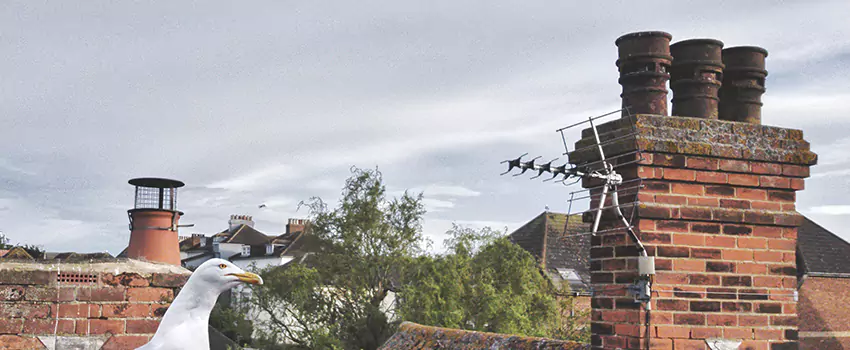 Chimney Cleaning And Restoration in Roosevelt, New York